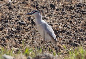 Black crowned Night Heron