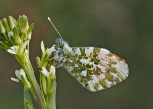 Orange Tip