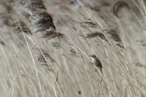 Sedge Warbler