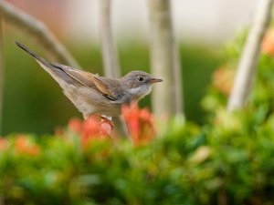 common whitethroat