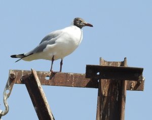 Brown-headed Gull