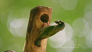 Vietnam - Morning coffee within nature, watching coppersmith barbet in city park #birding #birdphotography