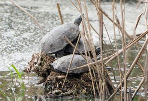 Greek tortoise