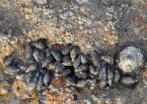 Barnacles/Shells