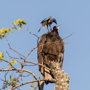 Scrub Jay harassing Turkey Vulture