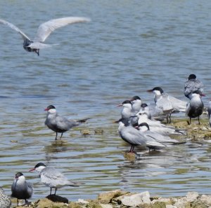 Whiskered Terns in Breeding plumage