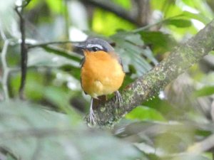 Gray-winged Robin-Chat