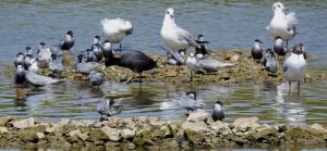 Whiskered Terns,Gull-billed Tern,Common Coots and Gulls