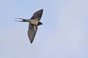 Barn Swallow