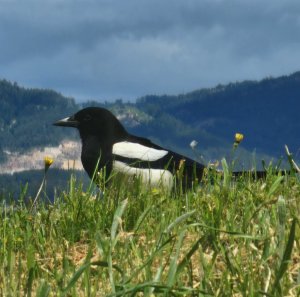 Eurasian magpie