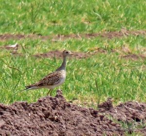 Upland Sandpiper