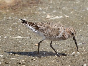 Curlew Sandpiper