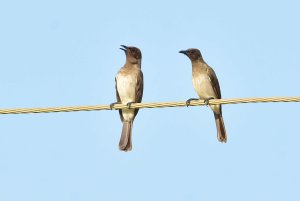 Common Bulbul