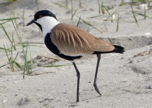 Spur winged Lapwing