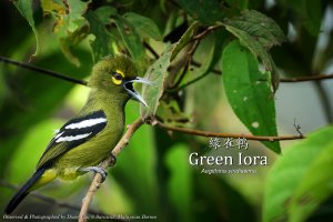 Green Iora, Borneo