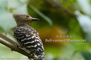 Buff-rumped Woodpecker, Borneo