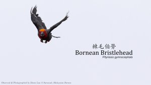 Bornean Bristlehead, Borneo