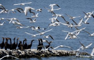 Great Cormorants/Gulls