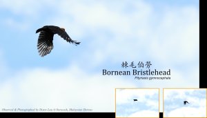 Bornean Bristlehead, Borneo