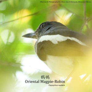 Oriental Magpie-Robin, Borneo