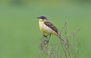 Female Yellow Wagtail