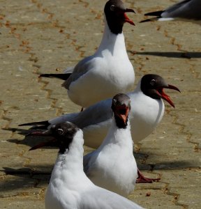 Brown-headed Gulls