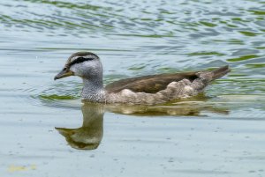 Cotton Pygmy-Goose 棉鳧