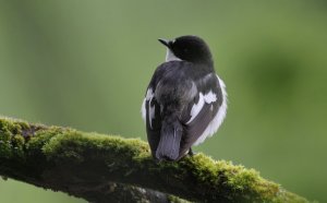 European Pied Flycatcher