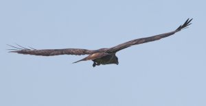 Common buzzard