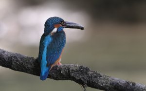 Common kingfisher