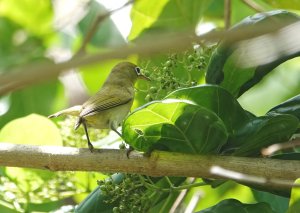 Citrine White-eye