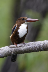 White Throated Kingfisher