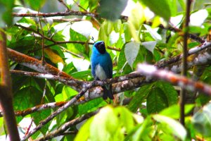 Swallow Tanager (male)