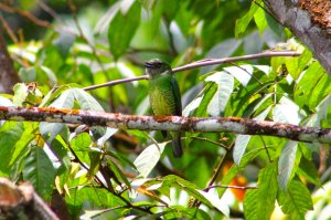 Swallow Tanager (female)