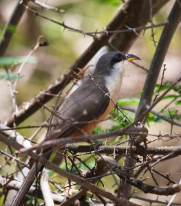 Mangrove Cuckoo