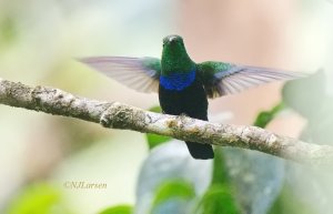 Green-throated Carib