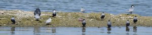 Whiskered Terns