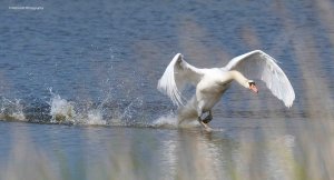 Mute Swan 4722.jpg