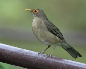 Spectacled Thrush