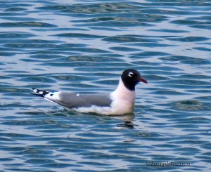 Franklin's Gull