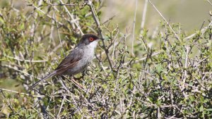 sardinian warbler