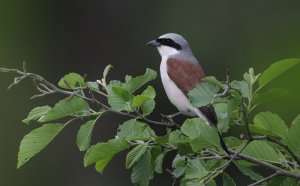 Red-backed shrike