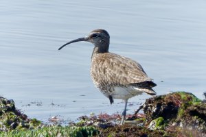 Eurasian whimbrel