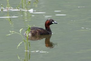 Little Grebe