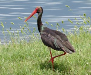 Black Stork