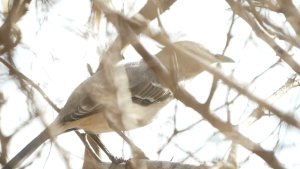 Tropical Mockingbird calling