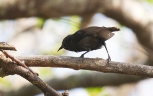 Dark Bananaquit