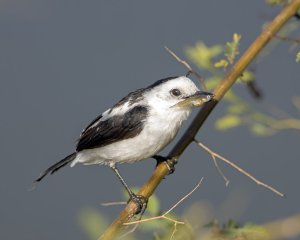 Pied Water-Tyrant