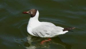 Black-headed Gull