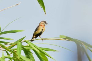 Black Winged Bishop